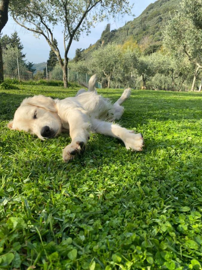 Sotto Il Cielo Di Toscana Appartamenti In Tenuta Only Adults No Pet 卡麦奥雷 外观 照片
