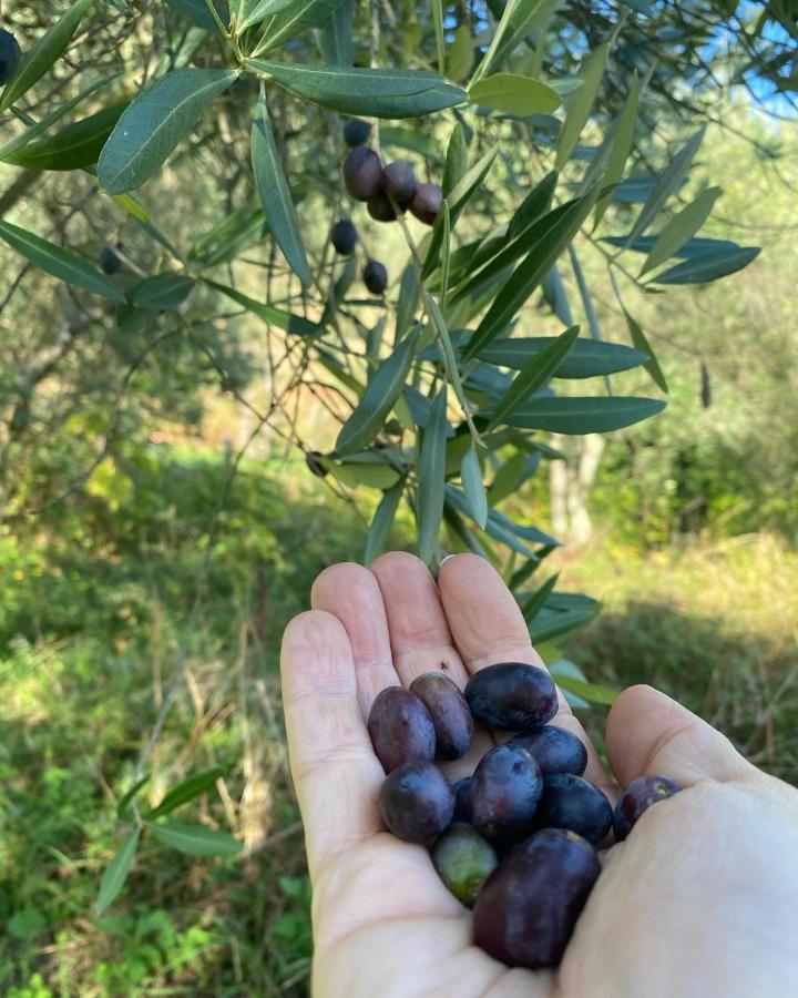Sotto Il Cielo Di Toscana Appartamenti In Tenuta Only Adults No Pet 卡麦奥雷 外观 照片