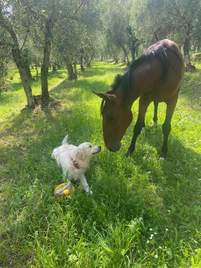 Sotto Il Cielo Di Toscana Appartamenti In Tenuta Only Adults No Pet 卡麦奥雷 外观 照片